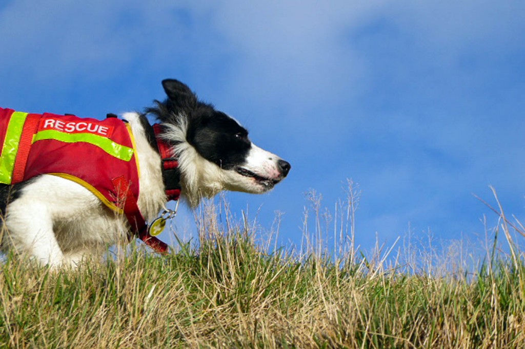 Search dog Tess in action