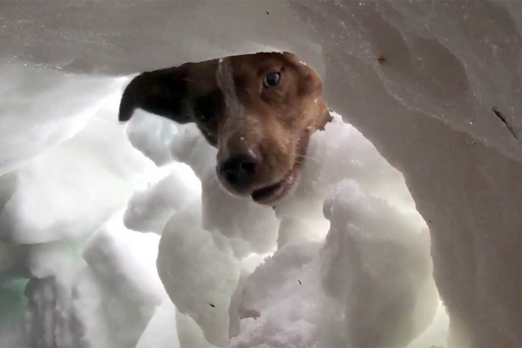 Search dog Ben discovers the buried human. Image: NNPMRT/NTMRT