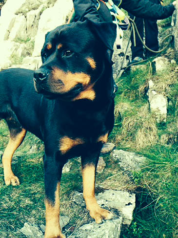 The rottweiler was cajoled up the mountainside