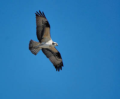  An osprey. Photo: Invisodude CC-BY-ND-2.0