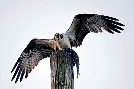 An osprey. Photo: ikbenbregje CC-BY-2.0 An osprey. Photo: ikbenbregje CC-BY-2.0