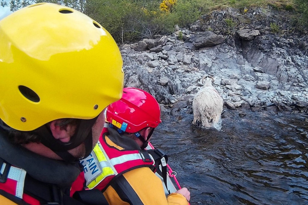 The sheep wades to shore. Photo: Penrith MRT The sheep wades to shore. Photo: Penrirth MRT
