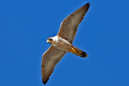 A peregrine falcon. Photo: Mike Baird CC-BY-2.0