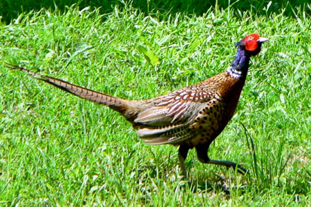 Pheasants are not native to the UK, the RSPB points out