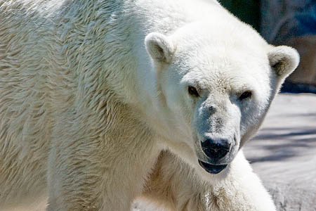 Polar bears are known to attack when hungry. Photo: longhorndave CC-BY-2.0