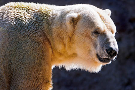 A polar bear attack was not deemed likely by leaders. Photo: Tambako the Jaguar CC-BY-ND-2.0