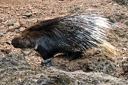 Porcupines can fire their quills when threatened. Photo: Karunakar Rayker CC-BY-2.0