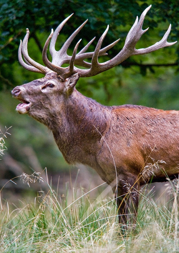 The stalking season for red deer begins soon. Photo: Bill Ebbesen CC-BY-3.0