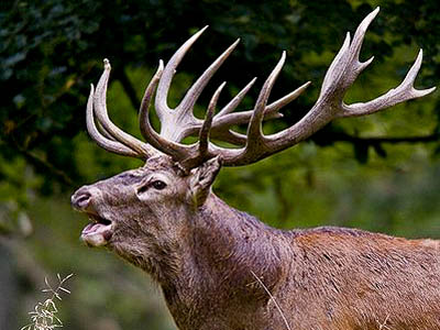 A red deer stag. Photo: Bill Ebbesen CC-BY-3.0