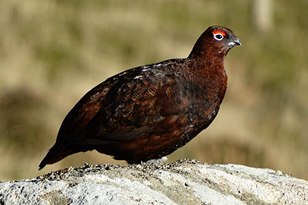 M&S stores will not stock red grouse this year. Photo: Neil Theasby CC-BY-SA-2.0