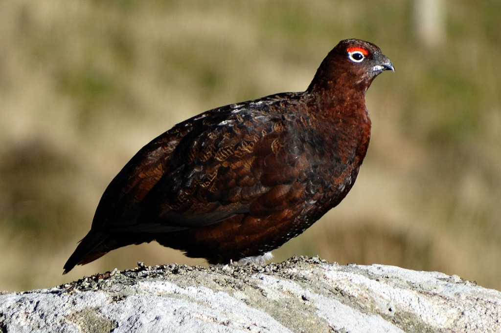 Red grouse numbers are down in many areas. Photo: Neil Theasby CC-BY-SA-2.0 Red grouse numbers are down in many areas. Photo: Neil Theasby CC-BY-SA-2.0