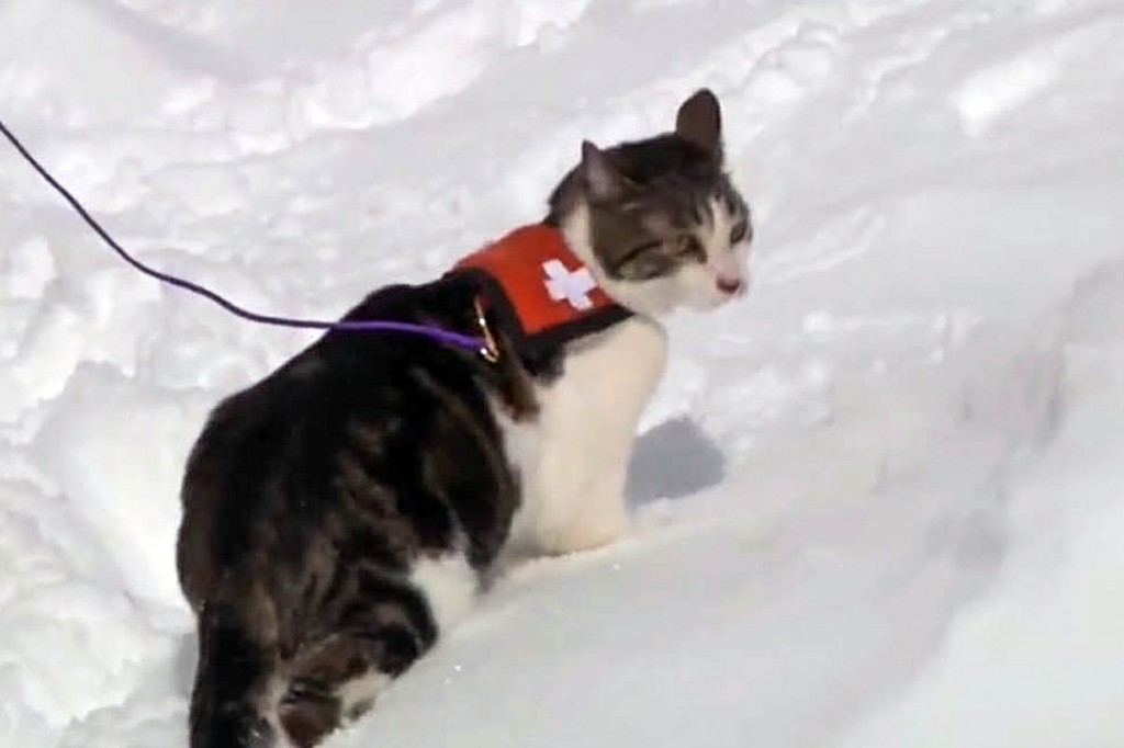 Rescue cats: soon to be seen on Scotland's mountains?