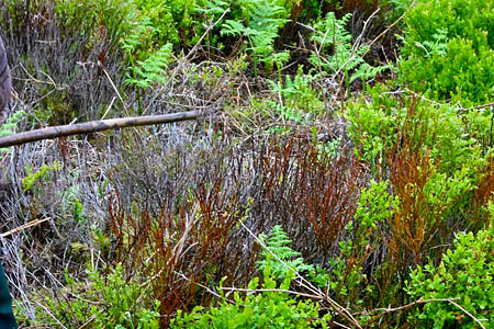 Diseased bilberry, affected by phytophthora pseudosyringae, at The Roaches Diseased bilberry, affected by phytophthora pseudosyringae, at The Roaches