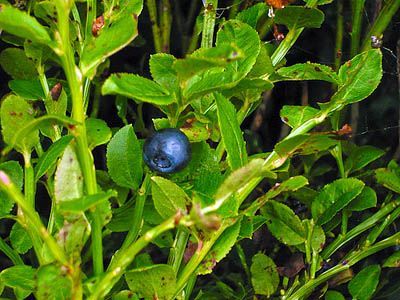 Healthy bilberry Healthy bilberry