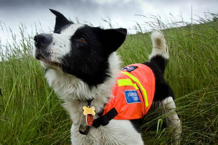 Search dogs were on the lookout for friends