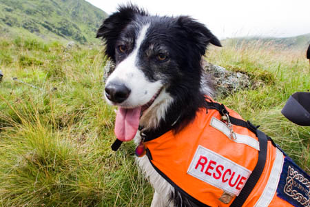 Sarda dogs and their handlers work on many rescues