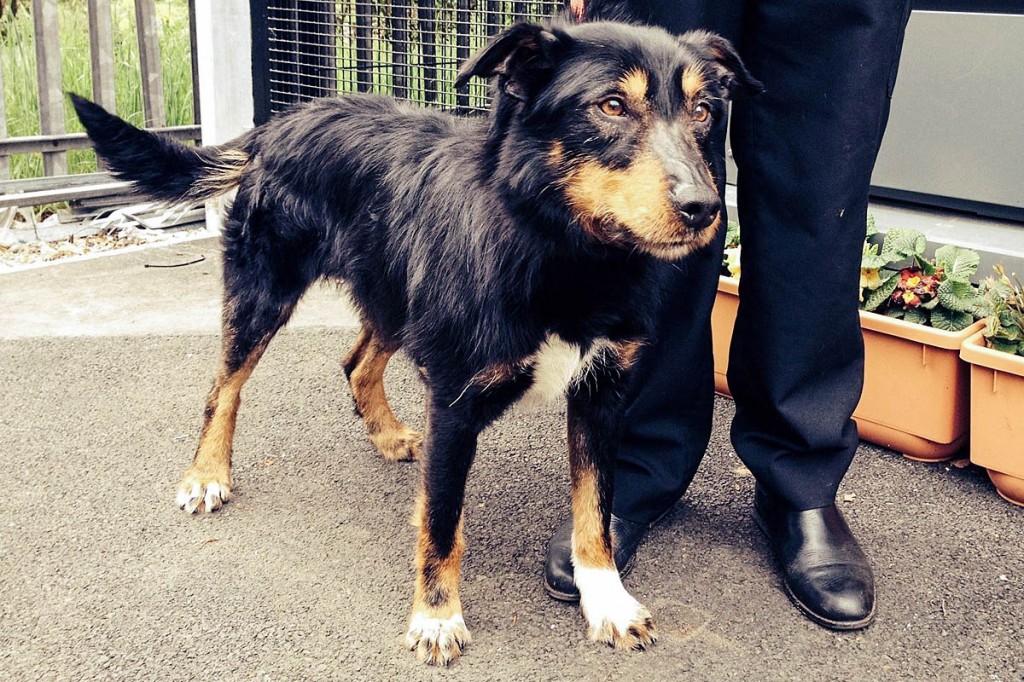 The dog, found on England's highest peak, has been named Scafell and is in the care of the SSPCA
