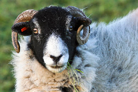 Pregnant ewes can abort their lambs if worried by dogs Pregnant ewes can abort their lambs if worried by dogs