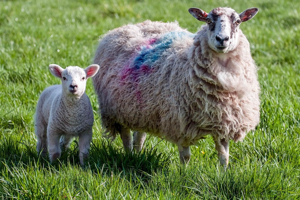 Five sheep have been attacked Five sheep have been attacked