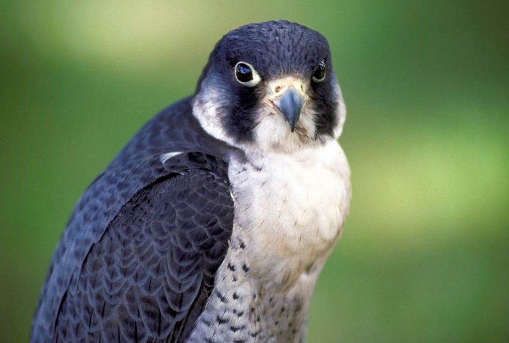 A peregrine falcon, one of the cliff-nesting species at risk. Photo: Scottish Natural Heritage A peregrine falcon, one of the cliff-nesting species at risk. Photo: Scottish Natural Heritage
