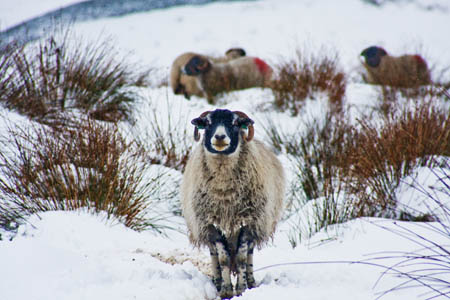 Winter conditions will return to much of Britain's uplands this week Winter conditions will return to much of Britain's uplands this week