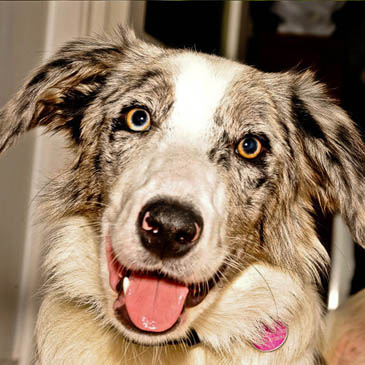 Appealing for help: search dog Izzy Appealing for help: search dog Izzy