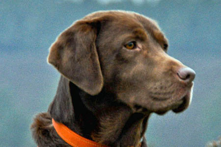 Woody, one of the Surrey search dogs Woody, one of the Surrey search dogs
