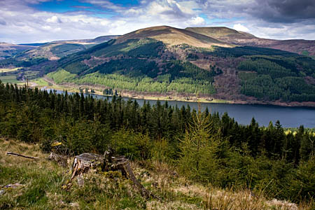 The outbreak has affected trees in the Talybont Valley The outbreak has affected trees in the Talybont Valley