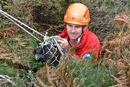 Boxer Sopie is brought to the surface by rescuers. Photo: UWFRA Boxer Sopie is brought to the surface by rescuers. Photo: UWFRA