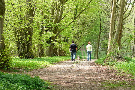 The public is being invited to take a walk in the woods. Photo: Graham Horn CC-BY-SA-2.0 The public is being invited to take a walk in the woods. Photo: Graham Horn CC-BY-SA-2.0