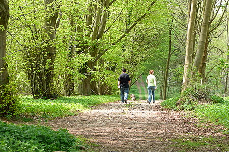 The public is being invited to take a walk in the woods. Photo: Graham Horn CC-BY-SA-2.0