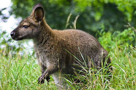 A wallaby: watch out for them on your walks. Photo: grendelkhan CC-BY-2.0