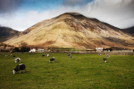 Sheep are Lake District farmers' livelihood