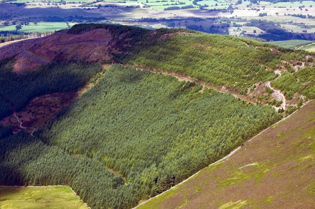 The rider crashed on the Northern Loop of Whinlatter Forest The rider crashed on the Northern Loop of Whinlatter Forest