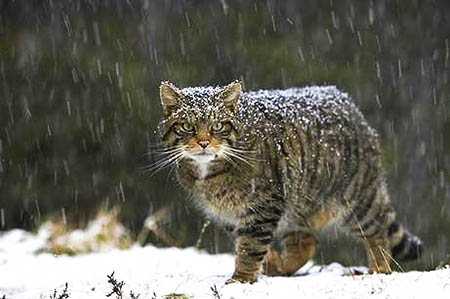 A Scottish wildcat. Photo: Peter Cairns/northshots.com A Scottish wildcat. Photo: Peter Cairns/northshots.com