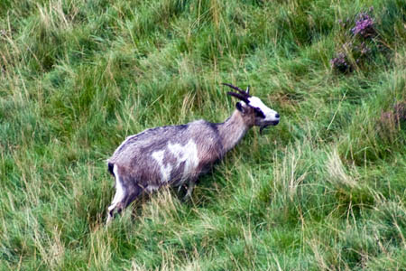 Grazing by wild goats on the reserve add to problems for rare plants Grazing by wild goats on the reserve add to problems for rare plants