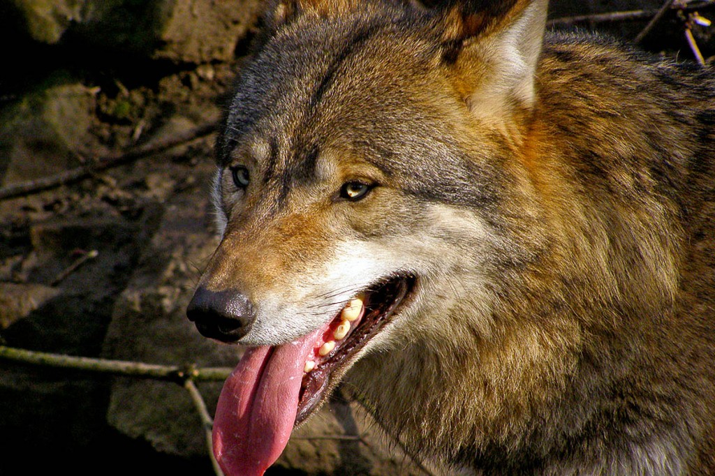 The group eventually want to see the reintroduction of wolves. Photo: Frank Wouters CC-BY-2.0