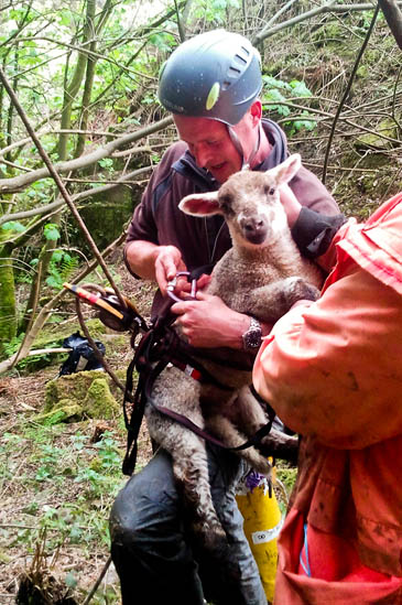The lamb is brought to safety. Photo: Woodhead MRT